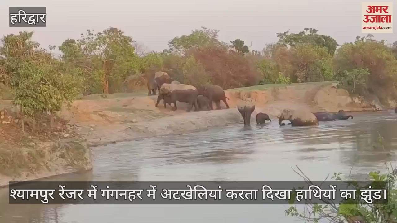 herd of elephants was seen frolicking in the Ganga canal of Haridwar