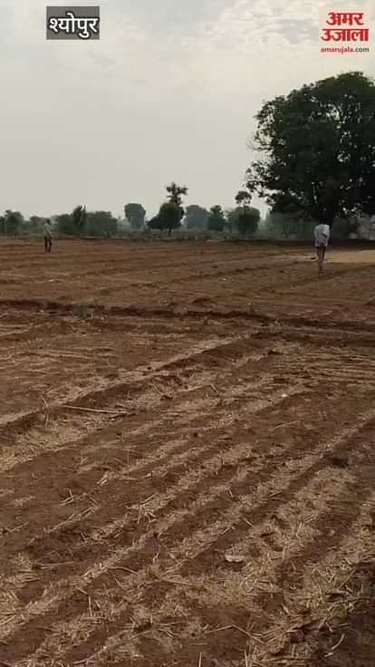 Cheetah family again came out in rural areas, female cheetah Jwala hunted with her three cubs