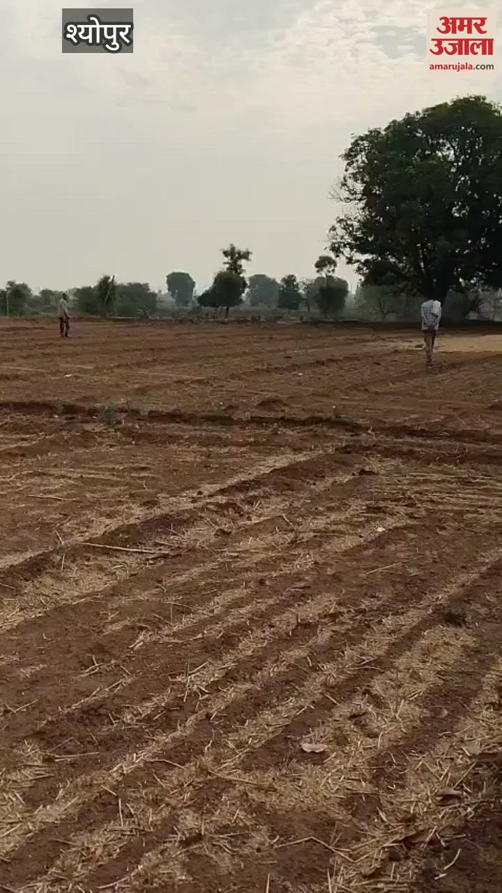 Cheetah family again came out in rural areas, female cheetah Jwala hunted with her three cubs