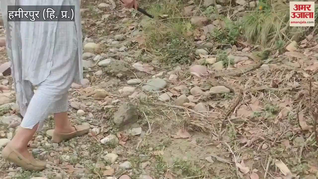 Hamirpur A seven feet long rock python snake was lying in wait in the cowshed