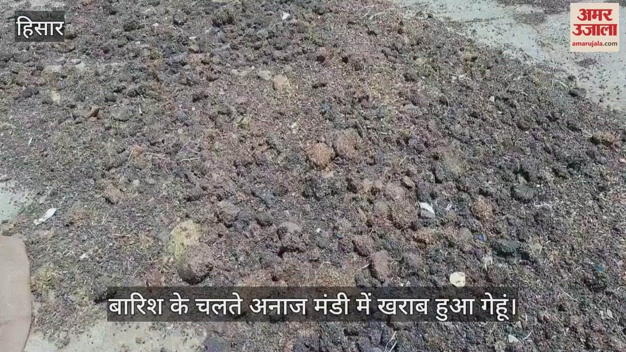 Rain damaged wheat in the grain market