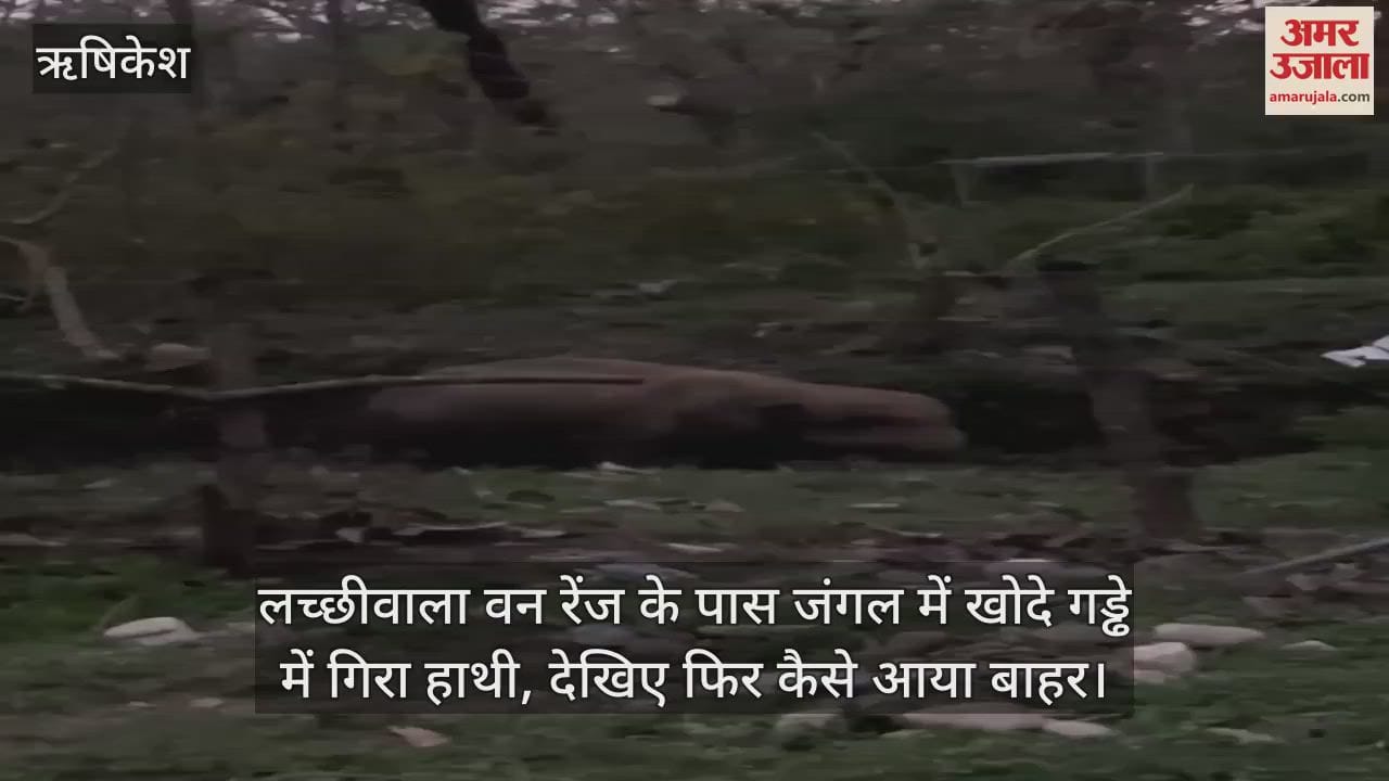 An elephant fell into a pit dug in the forest near Lachhiwala forest range, see how it came out again