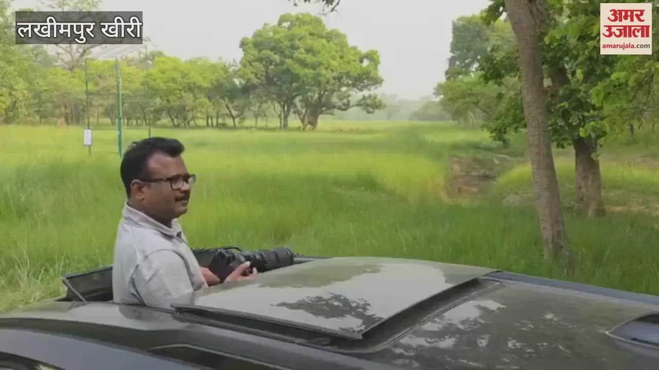 Tigress seen sitting in a waterhole in Dudhwa Tiger Reserve