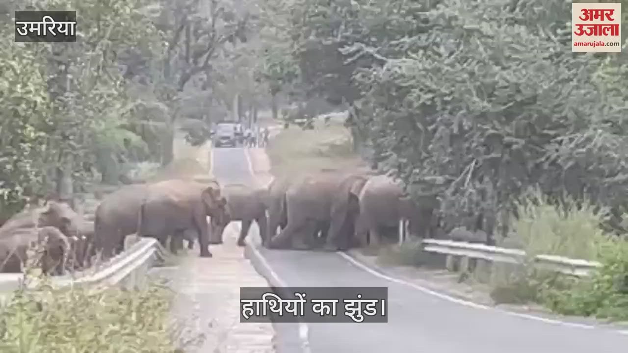 Herd of elephants moved towards Madhya Pradesh