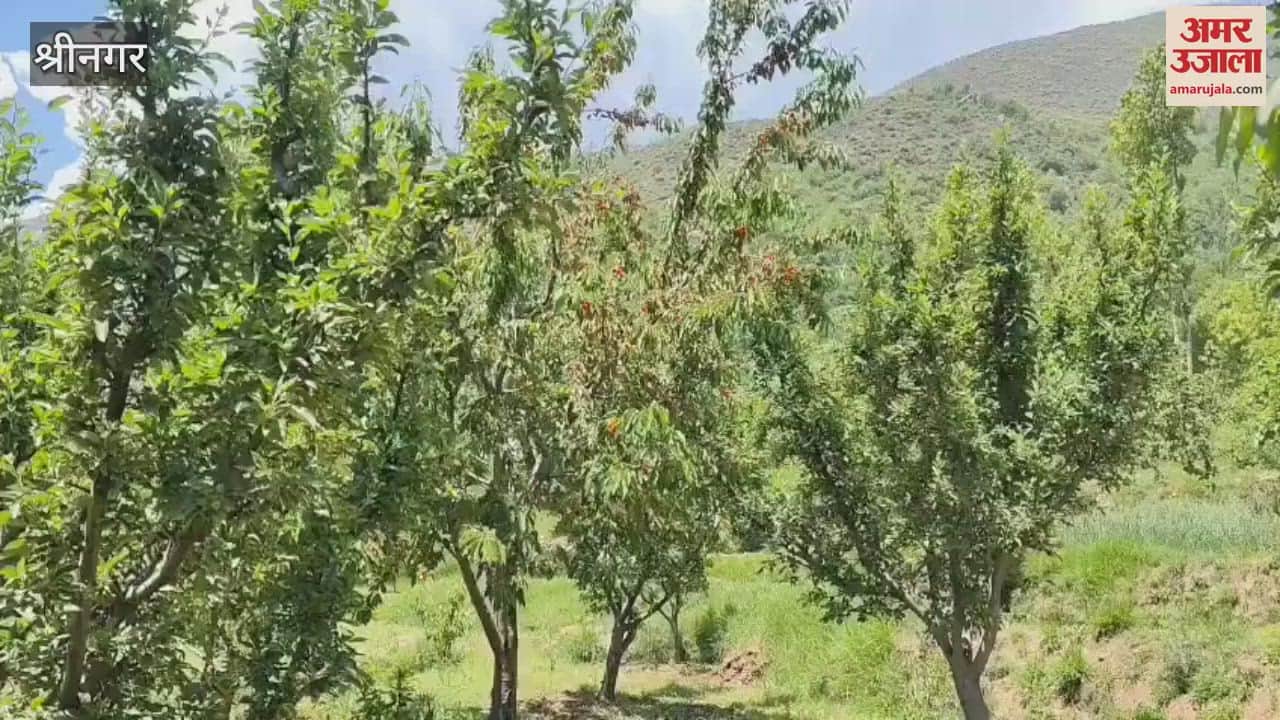 Cherry Growers in Kashmir's Bandipora Face Losses Amid Declining Demand, Urge Government Support