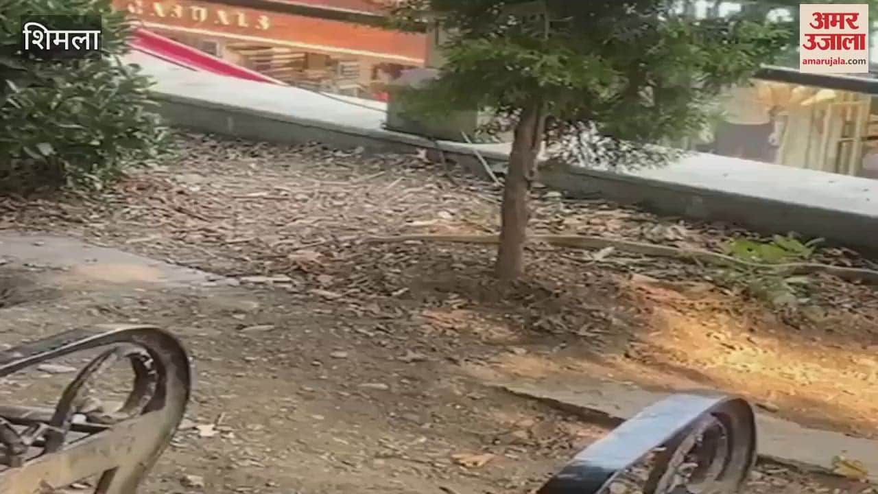 Shimla Snake found in Municipal Corporation Park on Mall Road causes commotion