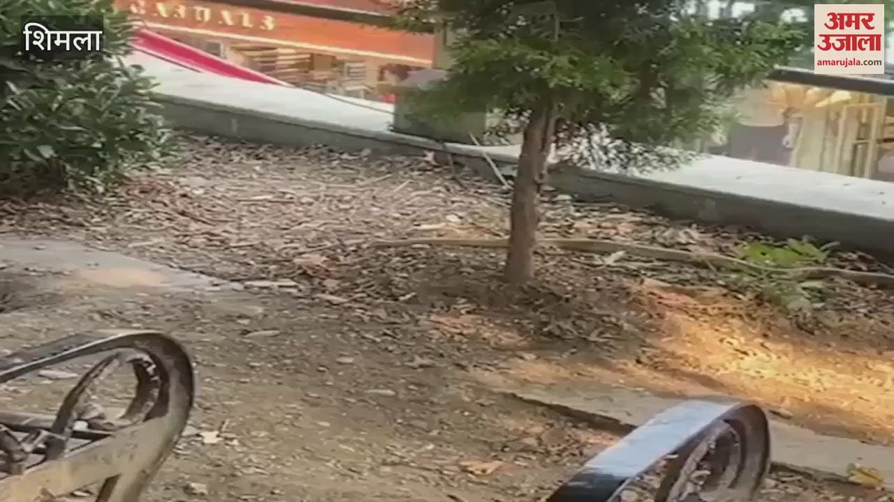 Shimla Snake found in Municipal Corporation Park on Mall Road causes commotion