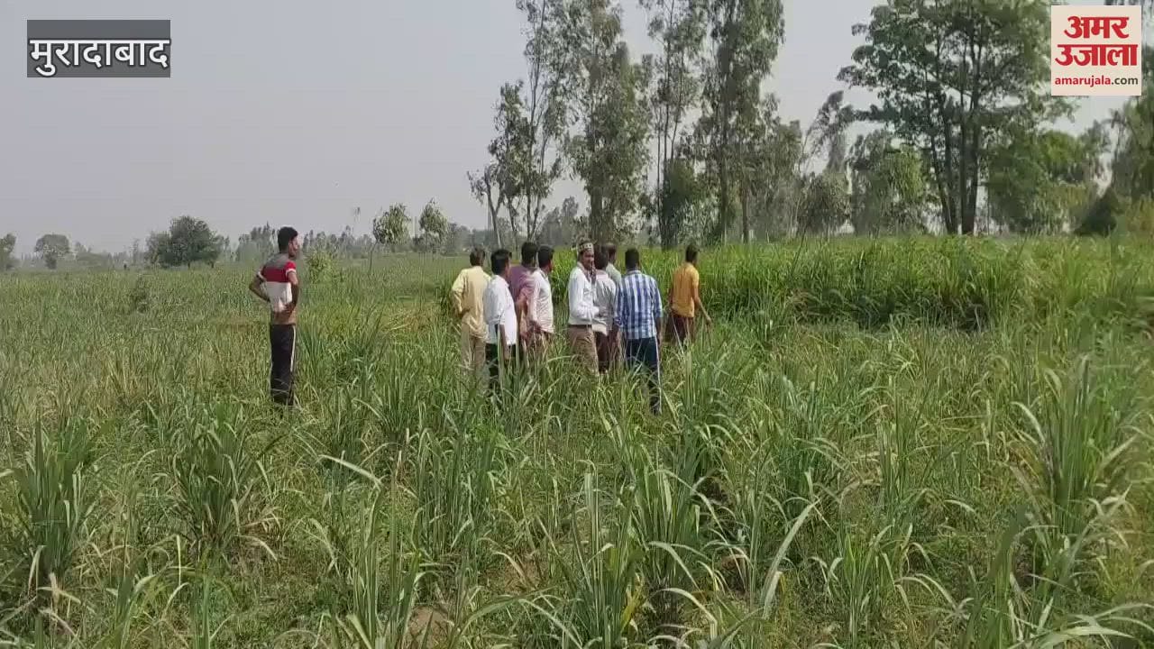 Leopard seen again in Naxandabad and Mundala of Chhajlat, forest department is patrolling