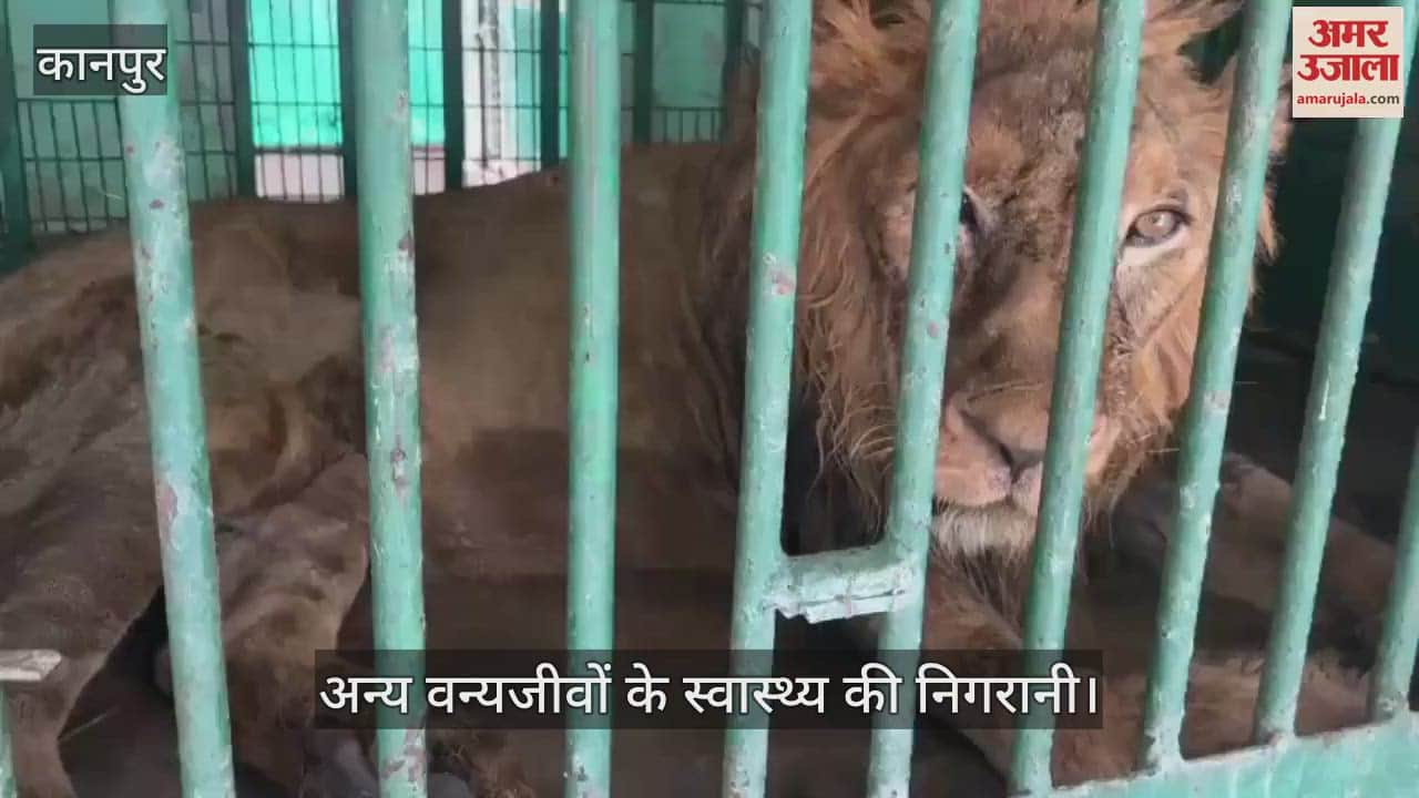 कानपुर चिड़ियाघर में शेर पटौदी की मौत, दो दिन से नहीं खा रहा था खाना… सिर्फ पानी पी रहा था