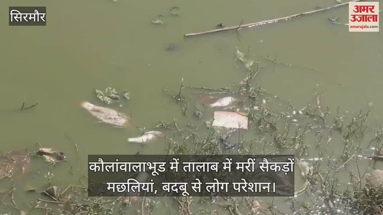 Hundreds of fish died in the pond in Kaulawalabhud, people are troubled by the smell