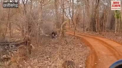 'मां आखिर मां होती है': अपने बच्चे को बचाने के लिये बाघ से भिड़ गई मादा भालू, देखें ये शानदार वीडियो