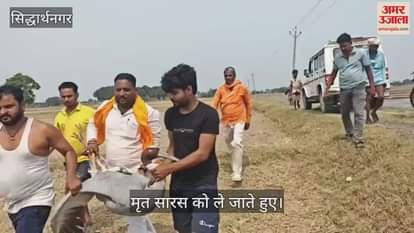 A crane was found dead in the field, the chairman buried it