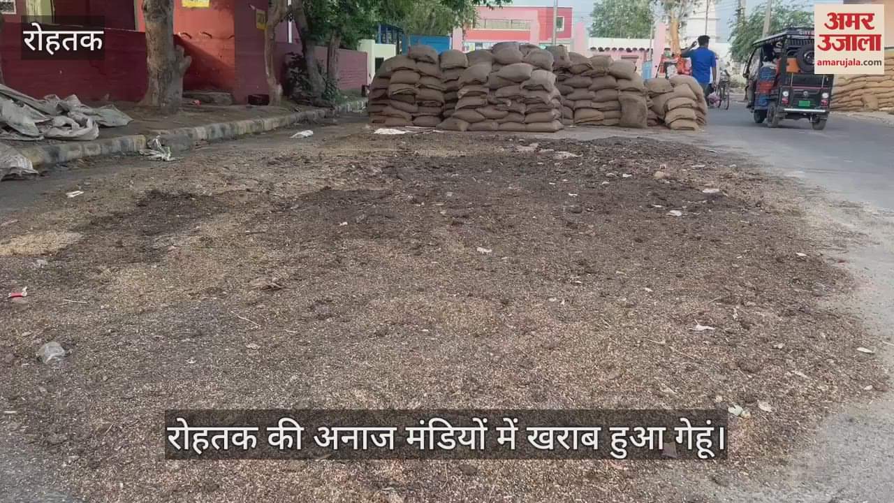 Wheat spoiled in Rohtak grain market due to rain