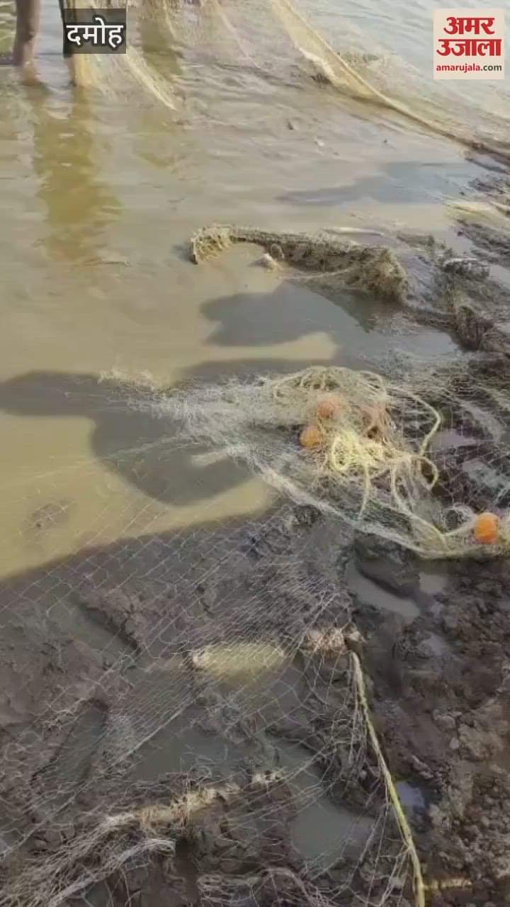 Villagers trapped the crocodile roaming in the pond in a net