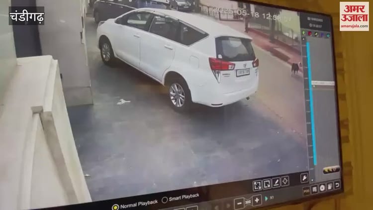 In Panchkula, The Accused Hit A Brick On The Head After Stopping The Dog From Defecating Outside The House – Amar Ujala Hindi News Live