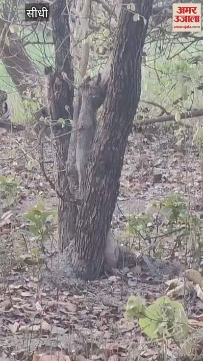 Tigers having fun in the hot sun! 4 adult tigers seen together in Duburi range, exciting video goes viral