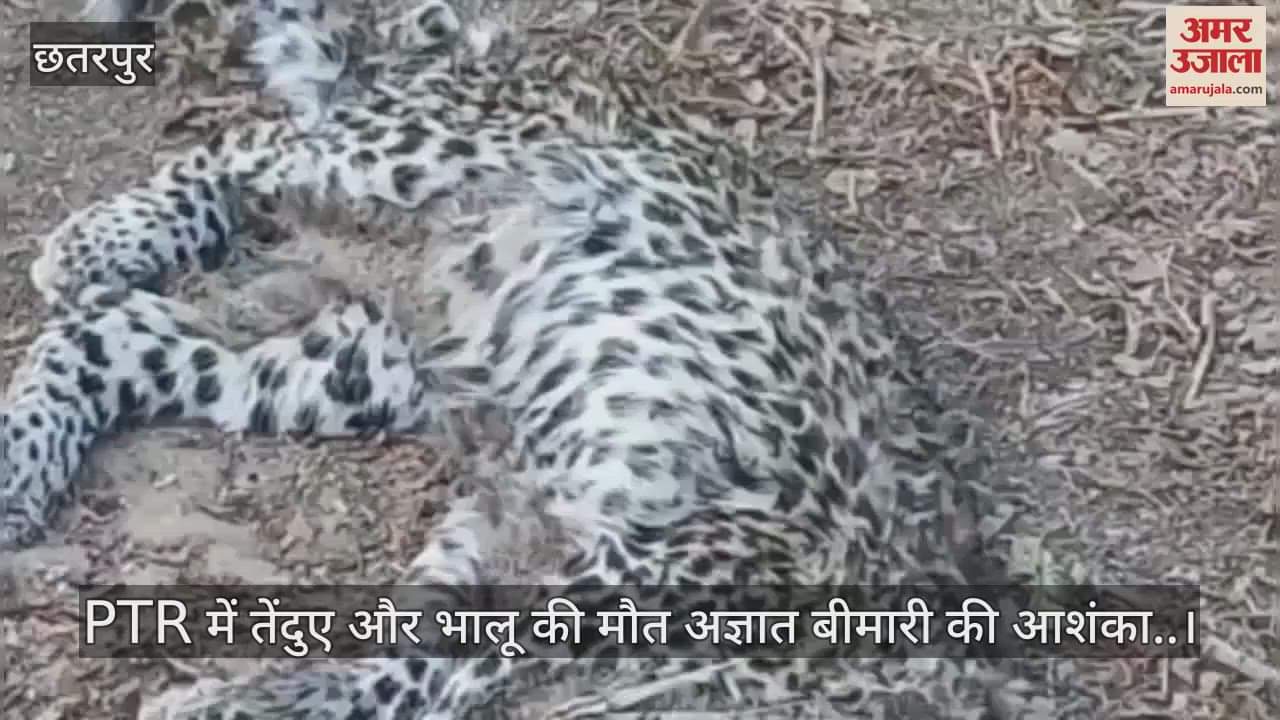 Leopard and bear died in Panna Tiger Reserve in the last one week due to unknown disease