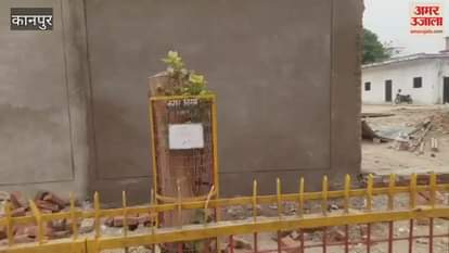 Five trees were cut down to make a footpath in Swaroop Nagar