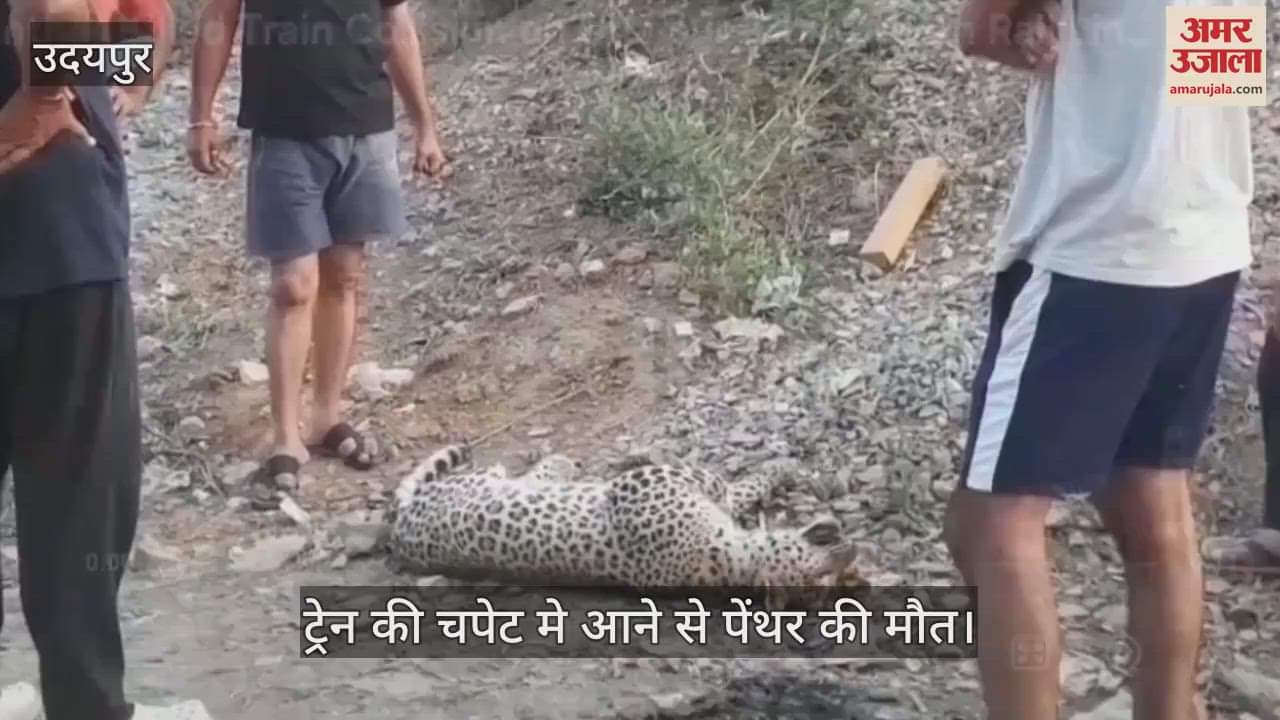 Udaipur: Panther Killed After Being Hit by Train on Udaipur-Chittorgarh Track, Forest Department Investigatin
