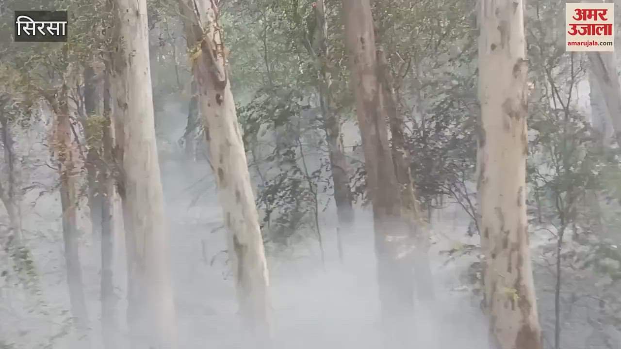 Fire broke out in trees near Alikan Canal Bridge in Sirsa, controlled after a lot of efforts