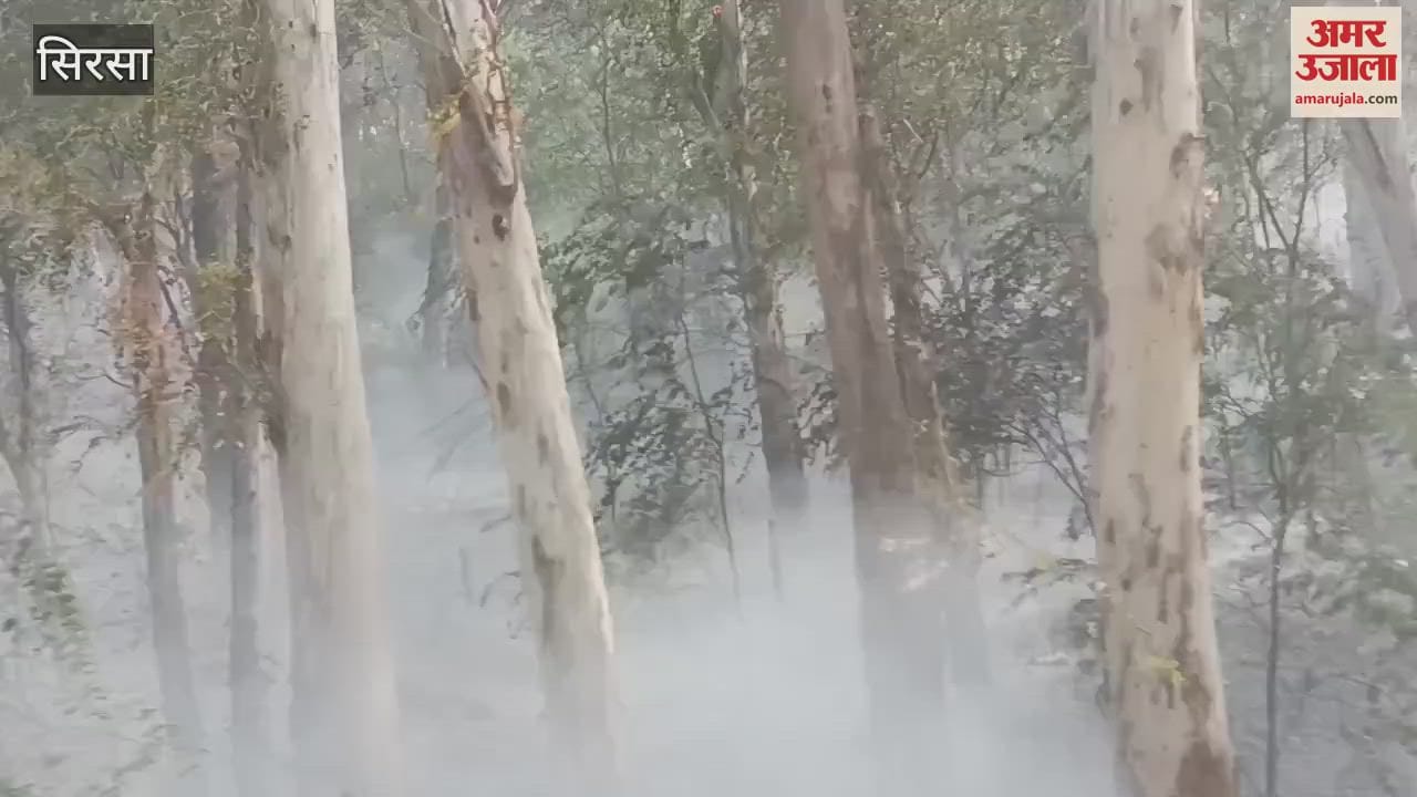 Fire broke out in trees near Alikan Canal Bridge in Sirsa, controlled after a lot of efforts