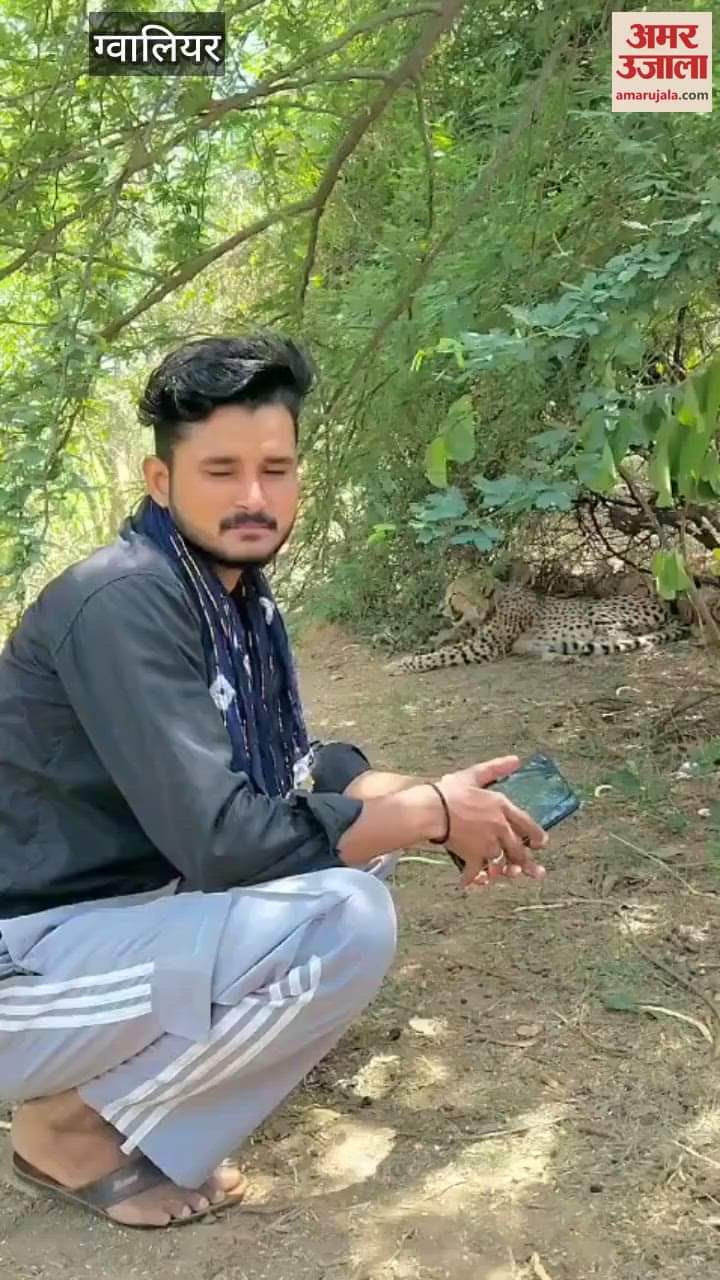 The young man went near the leopard in the fields and took a selfie and posted the video on Facebook