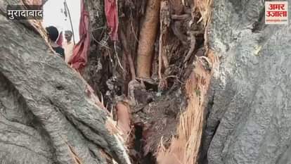 300-year-old huge peepal tree fell on a house in Rampur, goods buried under the debris