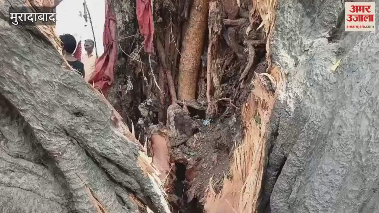 300-year-old huge peepal tree fell on a house in Rampur, goods buried under the debris
