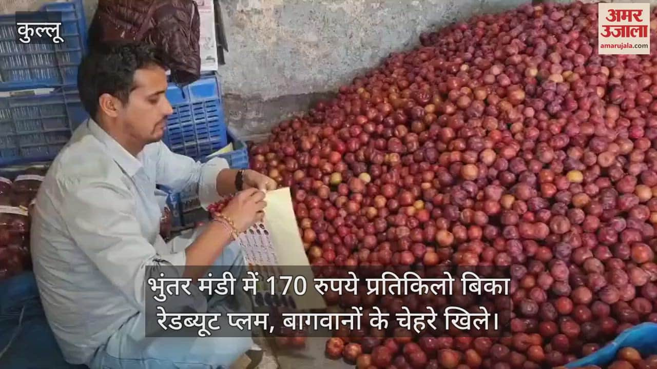 Redbeauty plum sold at Rs 170 per kg in Bhuntar Mandi, gardeners' faces lit up