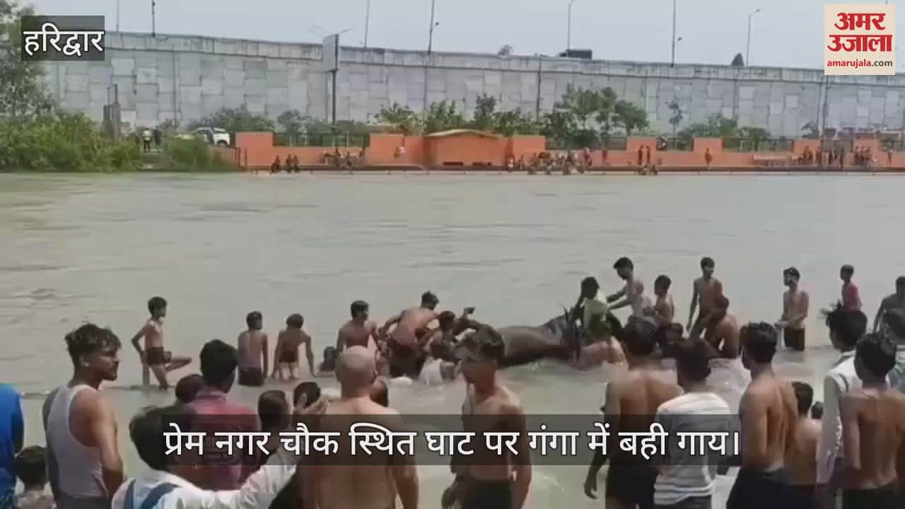 cow was swept away in the Ganga at the ghat located at Prem Nagar Chowk, people taking bath rescued it