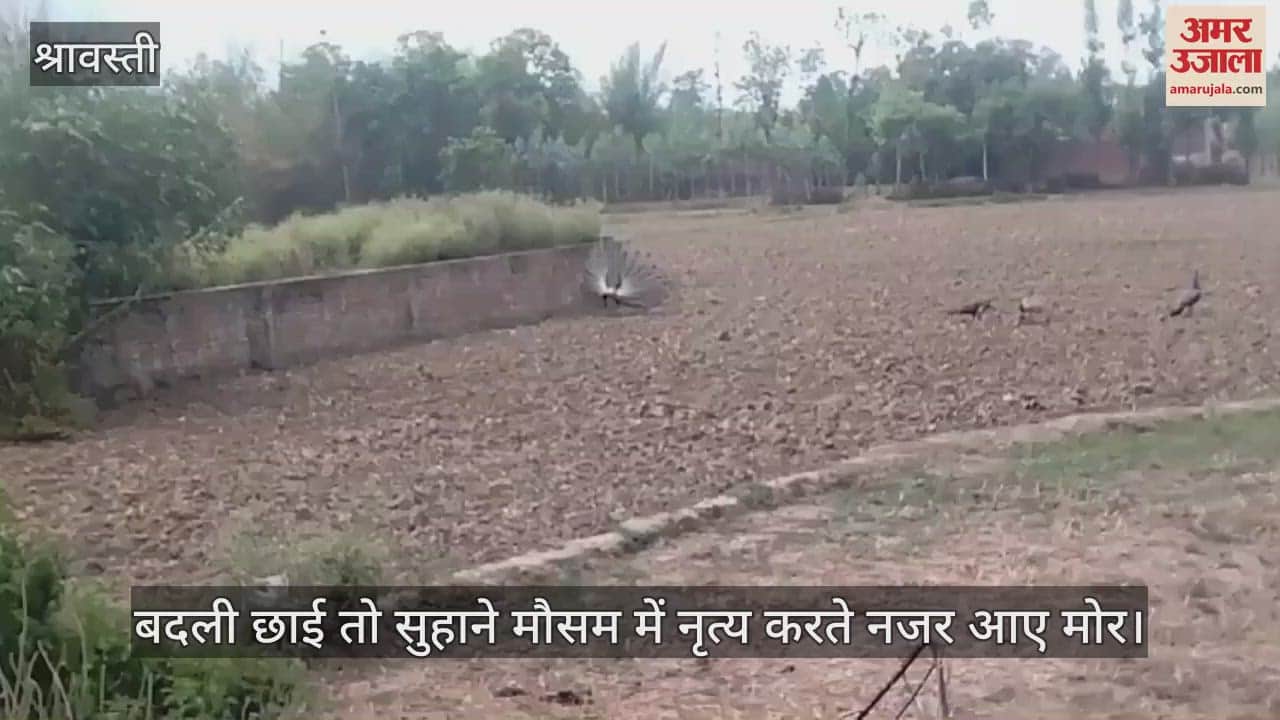 VIDEO: बदली छाई तो सुहाने मौसम में नृत्य करते नजर आए मोर