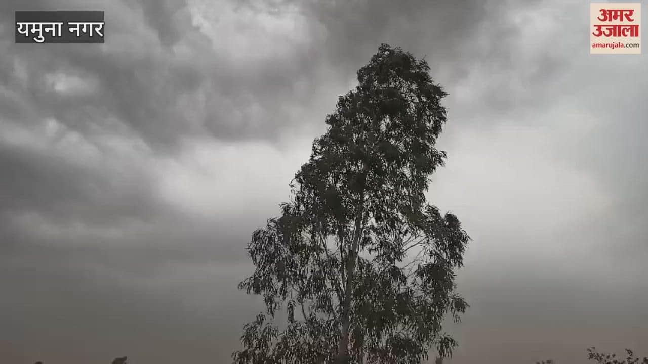 यमुनानगर में तेज हवाओं के साथ बारिश, पेड़ और बिजली के खंभे गिरे