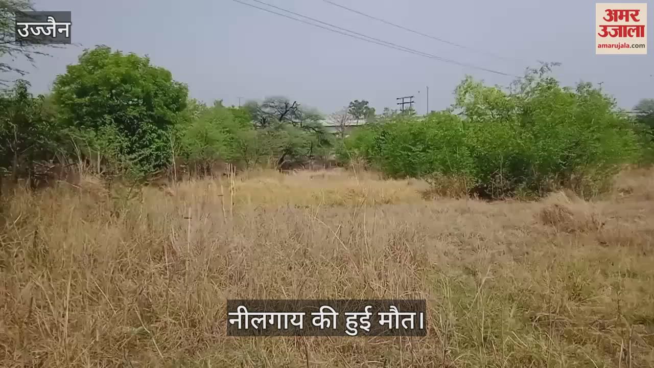 Nilgai died due to electric shock, electric shock left nursery garden department