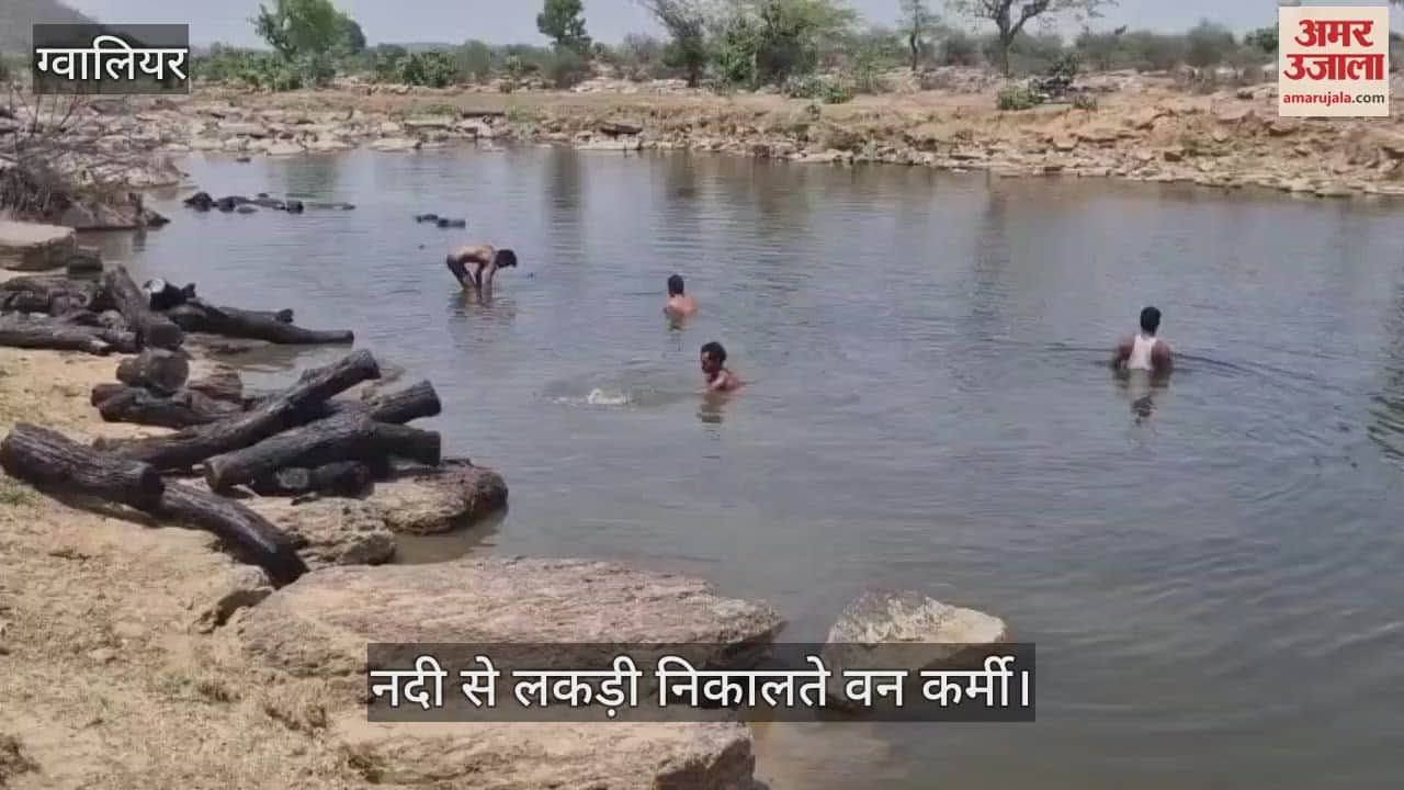 Wood smuggling in Gwalior like the film Pushpa, 35 quintals of wood thrown into the river to save it