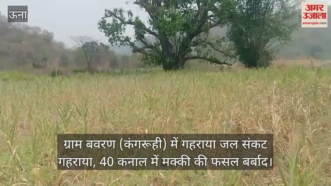 Water crisis deepens in village Bavaran (Kangruhi), maize crop destroyed in 40 Kanal