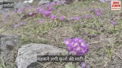valley of flowers started smelling good colourful flowers started blooming