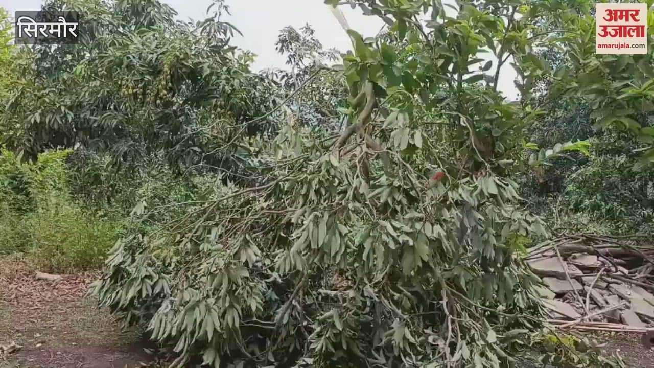 Sirmaur Mango crop suffers heavy losses in bikram Bagh and Devni Panchayat
