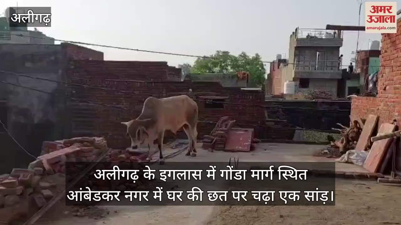 अलीगढ़ के इगलास में गोंडा मार्ग स्थित आंबेडकर नगर में घर की छत पर चढ़ा एक सांड़