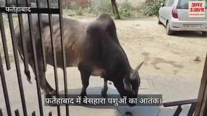 Terror of stray animals in Fatehabad