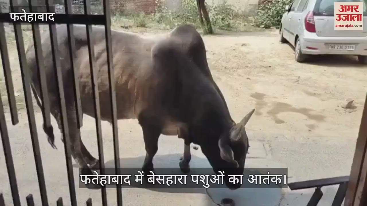 Terror of stray animals in Fatehabad