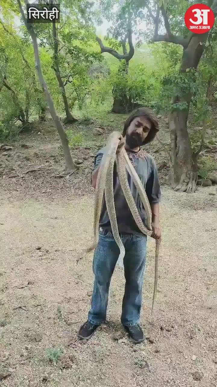 A dozen snakes of different species including 4 cobras were found in different areas of Abu Road
