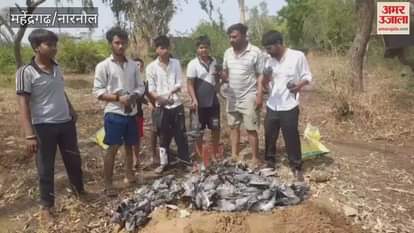 Storm and rain became a disaster for pigeons in Nangal Chaudhary of Narnaul, more than 200 pigeons died