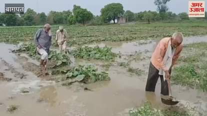 Baghpat: Vegetable crop damaged due to rain