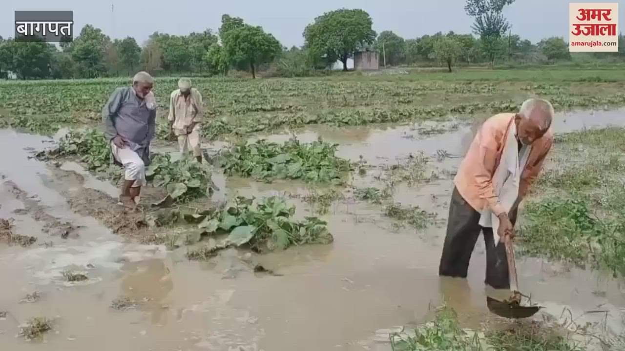 Baghpat: Vegetable crop damaged due to rain