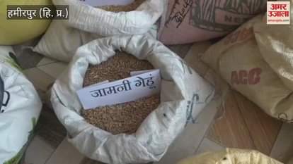 Hamirpur Lalit Kalia of village Harned is engaged in agriculture by preserving ancient seeds