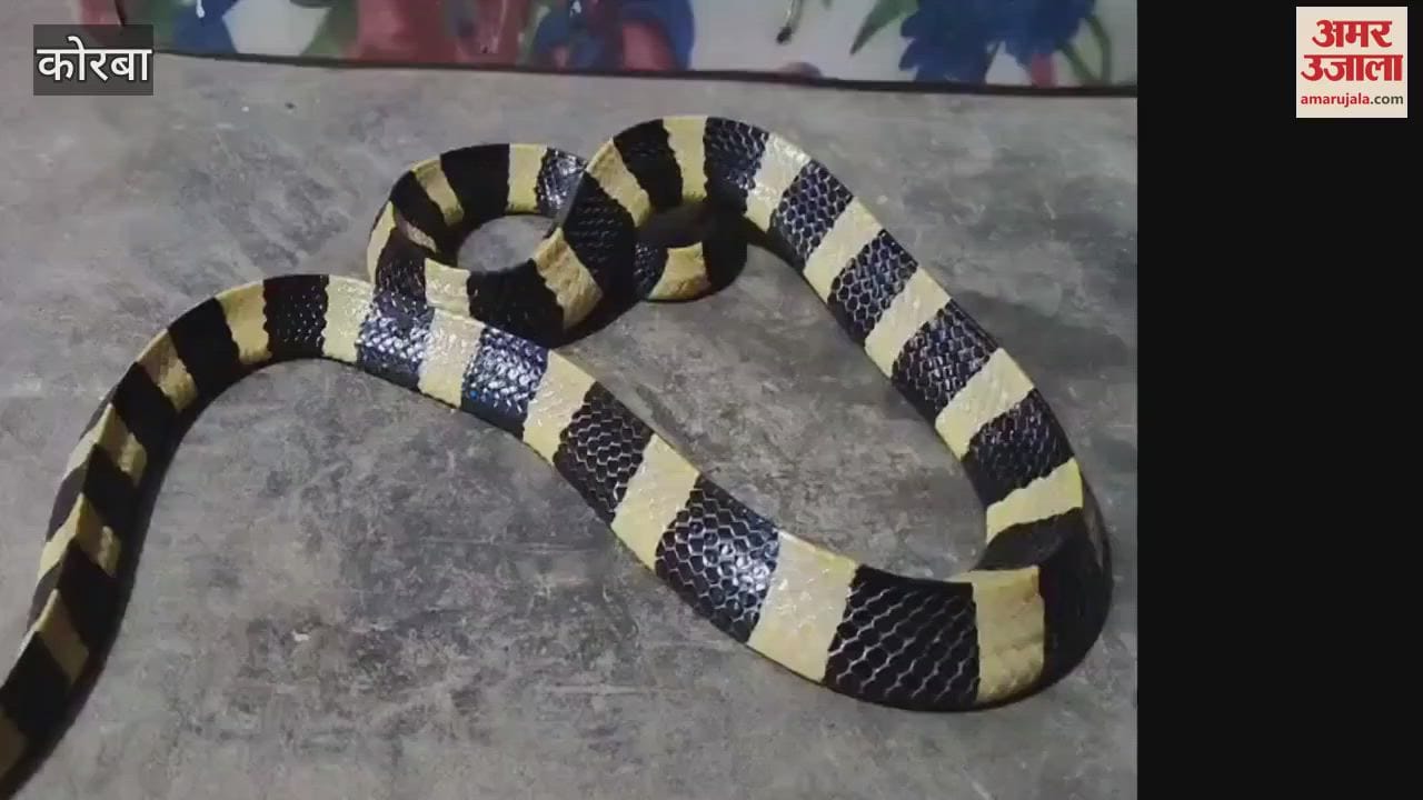 Rescue of 4 feet long Ahiraj snake in Korba