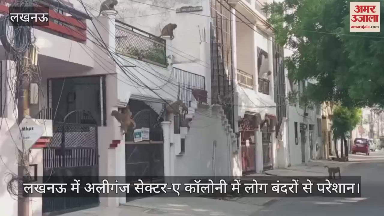 लखनऊ में अलीगंज सेक्टर-ए कॉलोनी में लोग बंदरों से परेशान