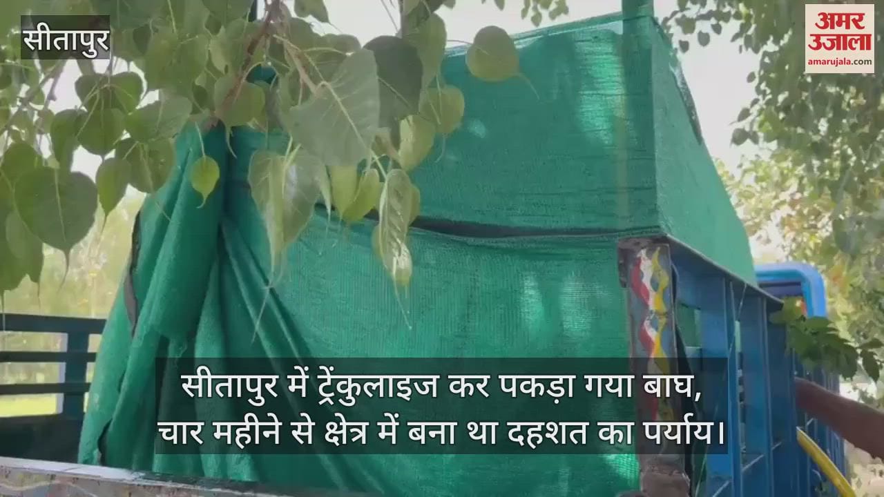 सीतापुर में ट्रेंकुलाइज कर पकड़ा गया बाघ, चार महीने से क्षेत्र में बना था दहशत का पर्याय