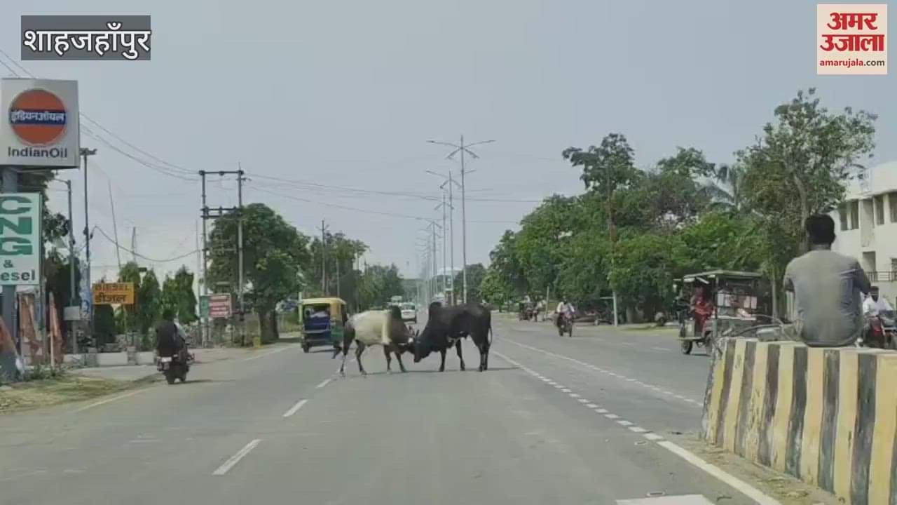 Bull fight on the road in front of BJP office in Shahjahanpur