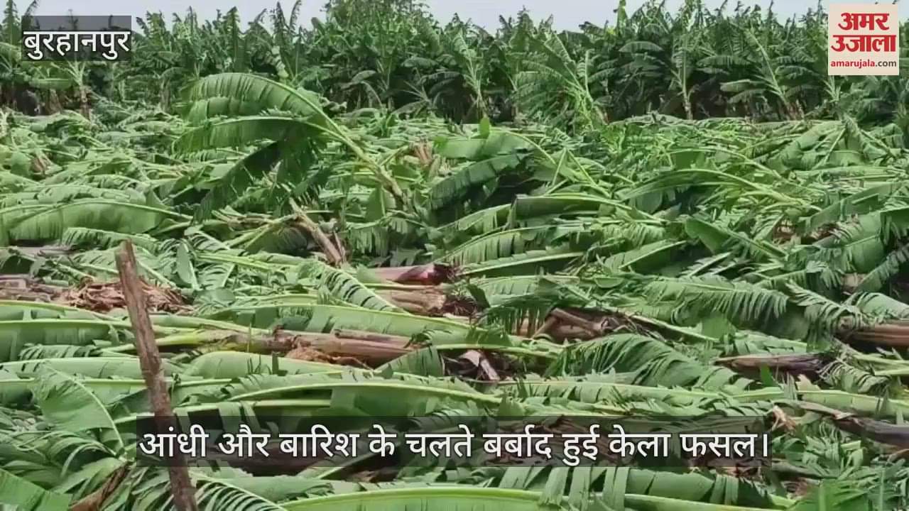 Standing banana crop destroyed by storm and rain